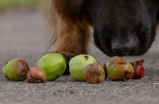 Nedfaldsfrugt kan sende hunde akut til dyrlægen: Fire risici lurer i sensommeren